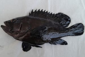 Pridošlica u Jadranu - nova kirnja ulovljena u Veloluškom zaljevu