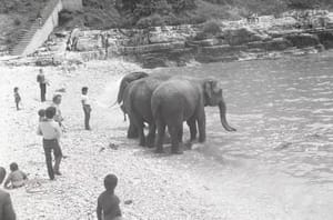 KAKVE FOTOGRAFIJE Vrijeme kada su se u Puli kupali slonovi!