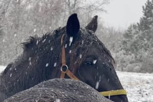 Snijeg pada i u Istri: "Ima ga u Žminju, Bujama, Tinjanu..."