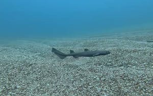 PODMORSKA SENZACIJA Ugroženi dubokomorski morski pas snimljen najpliće na svijetu: "Srećom, imao sam kameru"