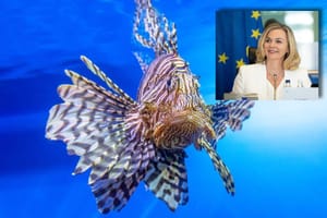 Zovko o Invazivnim vrstama u Jadranu: "One ne poznaju granice, stanje u Jadranu je ozbiljno!"