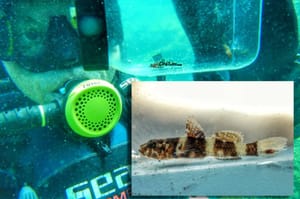 Institut za oceanografiju: "Znate li razliku između stvarne rijetkosti i prividne rijetkosti morskih riba?"