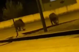 Nakon zadarskih otoka, divlje svinje stvaraju problem i usred Zadra!