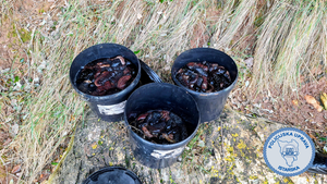 Kod Banjola u moru zatečen 30-godišnji kriminalac s više od 100 kg ilegalno pohvatanih trpova!