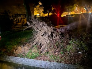 U blizini splitskog dječjeg vrtića palo veliko stablo
