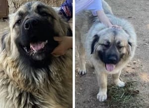 Uginuo pas kojeg je ustrijelio vodnjanski lovac