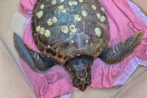 Ovo je glavata želva spašena u viškoj uvali!