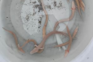 VIDEO Nakon obilnih kiša u Splitsko - dalmatinskoj županiji na površinu isplivale čovječje ribice