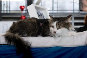 MAČJA ELITA STIŽE U RIJEKU Kantrida u znaku brkova i glamura: Više od stotinu mačjih ljepotica na jednom mjestu