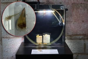 Hrvatski znanstvenici skeniranjem DNA pronašli perisku koju parazit ne ugrožava!