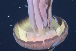 Na dubini od 250 metara snimljena divovska fantomska meduza: "Krakovi mogu biti dugi i do 10 metara"