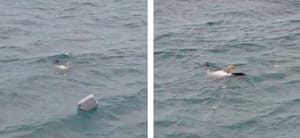 VIDEO Gnjurac u mjestu Drage zapeo u mreži!