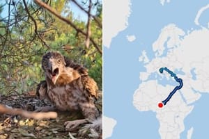 Orao zmijar Đuro iz Telašćice "skoknuo" do Nigerije