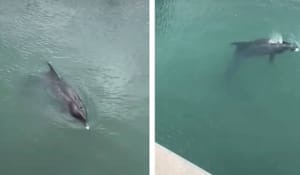 Ženka dupina koja je uplivala u rijeku Jadro u teškom je stanju