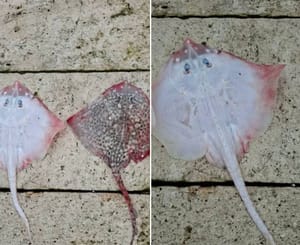 Albino raža iz viškog akvatorija