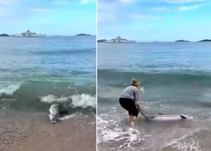 Dezorijentirani dupin nasukao se na plažu u Orebiću, ljudi ga uspjeli vratiti u more!