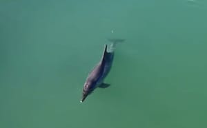 VIDEO U rijeku Jadro zalutao dobri dupin