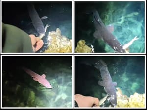 "GLAD JE VRAG" Ugor izašao na površinu i jede iz ruke