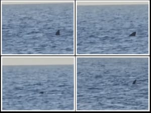 VIDEO Golema psina kod Cresa