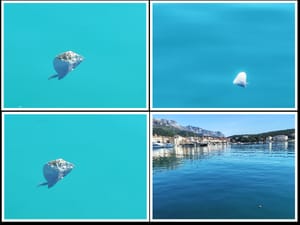 Strogo zaštićeni školjkaš snimljen u makarskoj luci