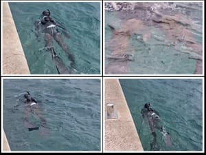 TKO JE OVDJE LUD Tip u Makarskoj u podvodnom ribolovu - u gradskoj luci!?