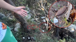 Planinar s djetetom u mljetskoj šumi pronašao neeksplodiranu granatu iz Drugog svjetskog rata!