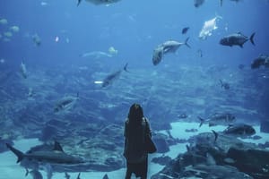 Prijatelji životinja prozvali Grad Split: "Ne gradite akvarij na Žnjanju, ribe su osjećajna bića i mogu patiti!"