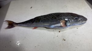 OPREZ Institut za oceanografiju i ribarstvo: "Konzumacija ove ribe može biti fatalna!"