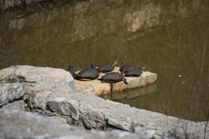 Na Dugom otoku postavljene zamke za invazivne kornjače