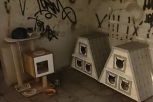 Prijepor oko mačaka u Makarskoj ulici u Splitu: "Komunalci uklonili kućice na Žnjanu, mace ostale bez zaklona"