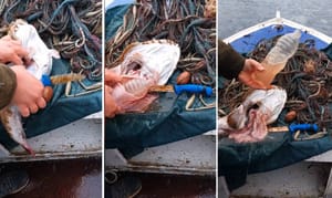 VIDEO Stonski ribar iz želuca grdobine izvadio čitavu plastičnu bocu: "Vidiš da se jadna životinja patila!"