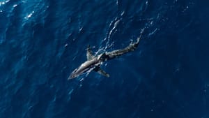 BBC: "Velike bijele psine mogle bi nestati iz Mediterana, ilegalni ulovi u Sjevernoj Africi velik su problem"