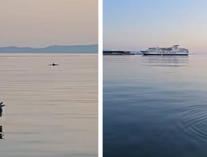 VIDEO Dupin u splitskoj luci poremetio bonacu na najljepši mogući način