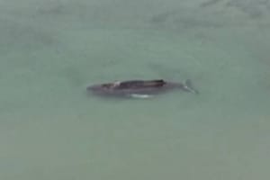 Grbavi kit se uspio osloboditi nakon ponovnog nasukavanja: "Borba je trajala danima"