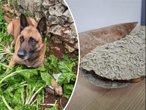 TROGIR Ispod blitve u vrtu policijski pas nanjušio zakopanu drogu, a pronađene i zaštićene periske!