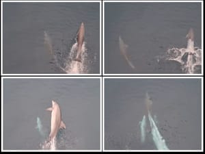 Zaigrani dupini "plešu" pod 'Markom Polom' i vraćaju dobro raspoloženje