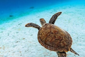 Konferencija o nanoplastici u Europskom parlamentu: "Nevidljiva opasnost u Sredozemnom moru"