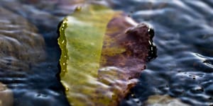 Kako priroda pomaže - Biofilm smanjuje nakupljanje mikroplastike u okolišu