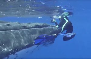 PRVI PUT ZABILJEŽENO NA VIDEU: Od napada morskog psa, ronioce spasio 36 tona težak kit!