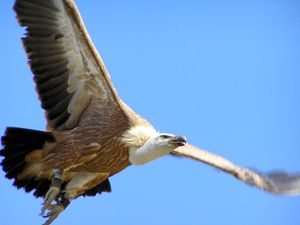 Sedam mladih supova iz Oporavilišta na Cresu uspješno se vinulo u nebo