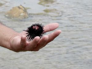 DETALJNA EKSPERTIZA Tko, gdje i kako (ne) smije vaditi ježince i kakav utjecaj na okoliš ima njihov izlov?
