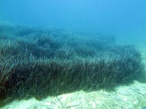 Spašavanje morskih pluća ključno za održavanje biološke raznolikosti Jadranskog mora