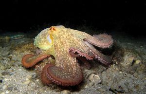 RIBOLOV Saonicama po hobotnice