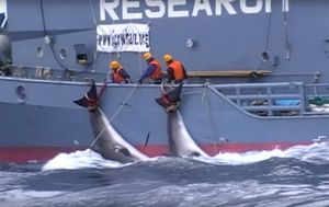 SMRTNA PRESUDA KITOVIMA Japan prekida 32 godina staru međunarodnu zabranu kitolova