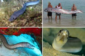 Zmijolike zvijeri s dna Jadrana