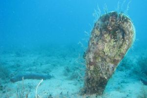 Što se dogodilo s plemenitom periskom ovog ljeta?