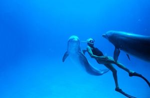 OTKRIVENI DOKUMENTI Dupini, golubovi i vrane u tajnim misijama CIA-e