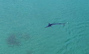 MISLILI SU DA VIDE MORSKE PSE Više iglana snimljeno uz samu obalu Čiova