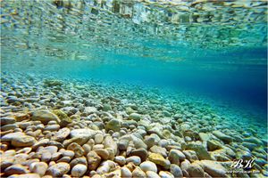 MORSKI OBLUTCI Čudesna moć prirode