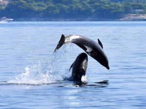 VIDEO Prekrasni prizori igre dupina ispred Kaštela